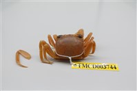 藏品(斯氏沙蟹)的圖片